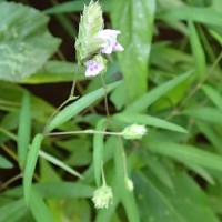 Rungia pectinata (L.) Nees